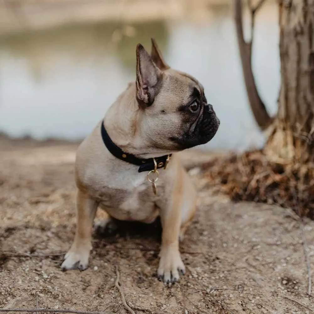 Animals In Charge All Weather Dog Collar - Navy Brass